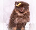 Small Photo #48 Pomeranian Puppy For Sale in WARSAW, IN, USA