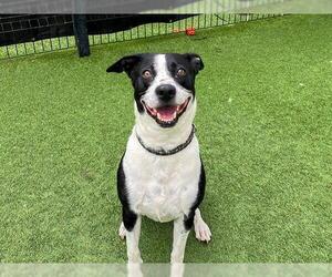 Lab-Pointer Dogs for adoption in Orange, CA, USA