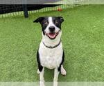 Small Lab-Pointer
