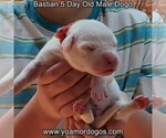 Small Photo #12 Dogo Argentino Puppy For Sale in JANE, MO, USA