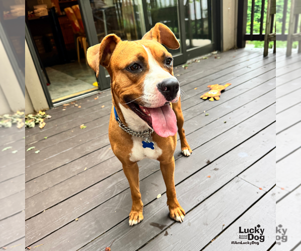 Medium Photo #8 Boxador Puppy For Sale in Washington, DC, USA