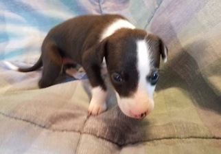 Whippet Puppy for sale in SAINT PETERS, MO, USA