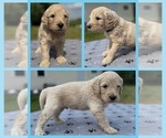 Puppy Kota Goldendoodle