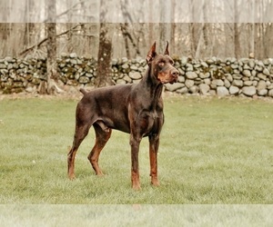 Father of the Doberman Pinscher puppies born on 10/30/2023