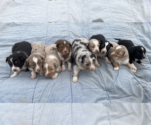 Australian Shepherd Puppy for Sale in GUTHRIE, Oklahoma USA