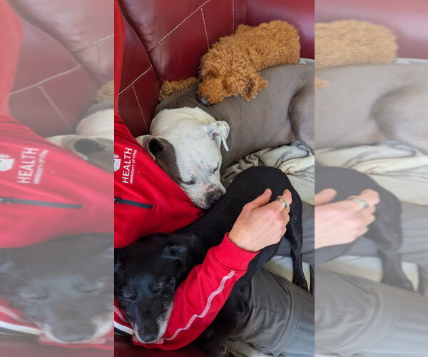 Medium Photo #2 Mutt Puppy For Sale in Salt Lake City, UT, USA