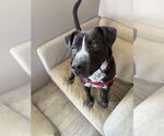 Small #8 Mutt