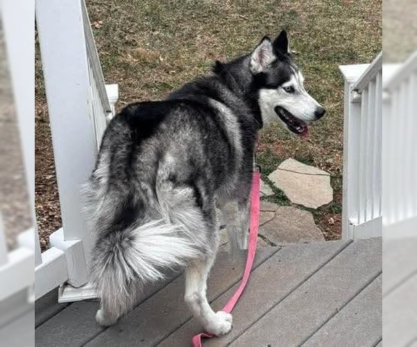 Medium Photo #5 Siberian Husky Puppy For Sale in Rustburg, VA, USA