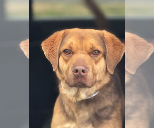 Medium Photo #5 Mutt Puppy For Sale in Doylestown, PA, USA