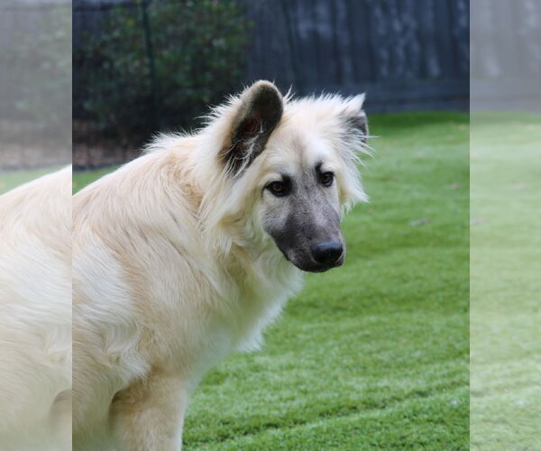 Medium Photo #3 German Shepherd Dog-Unknown Mix Puppy For Sale in San Diego, CA, USA