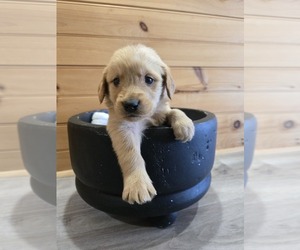 Golden Retriever Puppy for sale in WILLIAMSTOWN, KY, USA