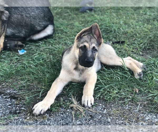 Medium Photo #7 German Shepherd Dog Puppy For Sale in BLMGTN, IN, USA