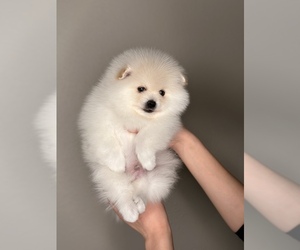 Miniature Spitz Puppy for sale in DENVER, CO, USA