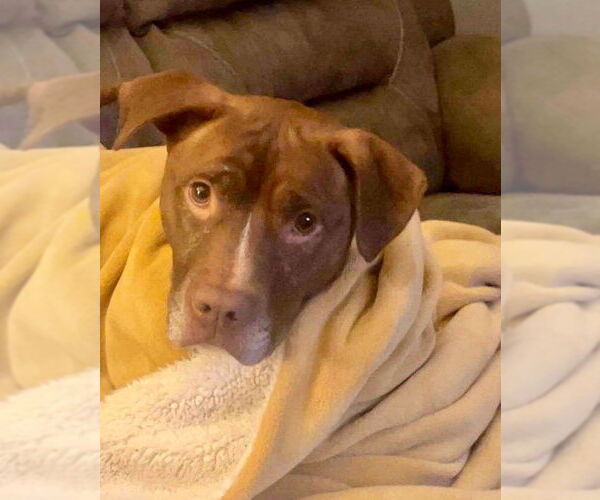 Medium Photo #2 American Staffordshire Terrier-Unknown Mix Puppy For Sale in columbia, SC, USA