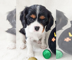 Small Photo #14 Cavalier King Charles Spaniel Puppy For Sale in HIGHLAND, UT, USA