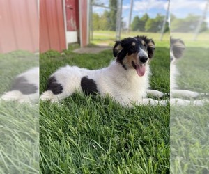Collie Puppy for sale in ALLEN, MI, USA