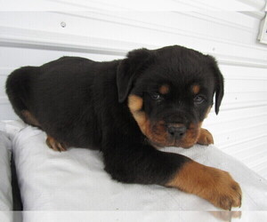 Rottweiler Puppy for sale in KALAMAZOO, MI, USA