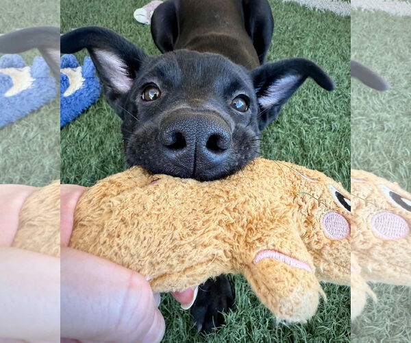 Medium Photo #14 American Staffordshire Terrier-German Shepherd Dog Mix Puppy For Sale in phoenix, AZ, USA
