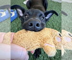 Small #13 American Staffordshire Terrier-German Shepherd Dog Mix