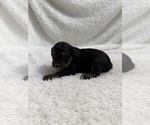 Puppy Puppy 6 Cavapoo mix (+ Poodle Miniature)