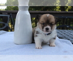 Small #10 Pembroke Welsh Corgi