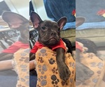 Puppy Breeze French Bulldog