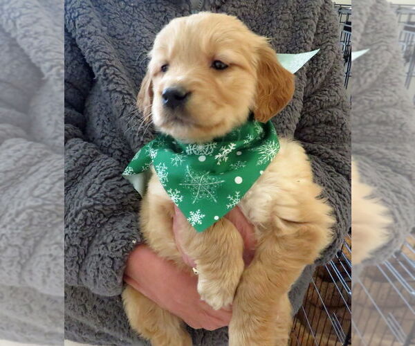 Medium Photo #1 Golden Retriever Puppy For Sale in Grovertown, IN, USA