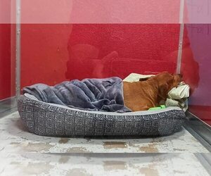 Quinn - Female Beagle-Unknown Mix Dog for Adoption - Photo #10