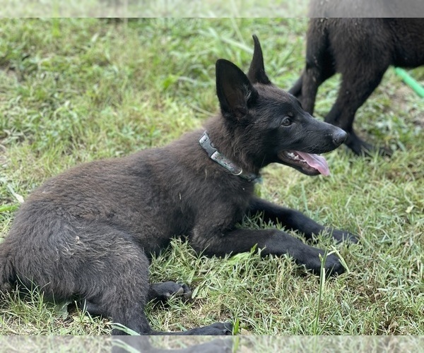 View Ad German Shepherd Dog Litter of Puppies for Sale near Alabama