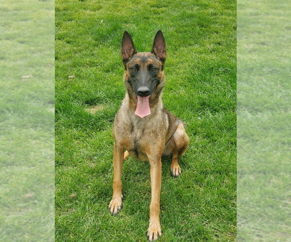 Medium Photo #1 German Malinois Puppy For Sale in MEAD, WA, USA