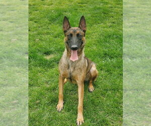 Mother of the German Malinois puppies born on 02/21/2026