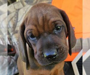 Redbone Coonhound Puppy for sale in DENVER, PA, USA