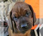 Small Redbone Coonhound