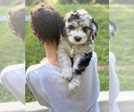 Small Photo #8 Sheepadoodle Puppy For Sale in CLEMSON, SC, USA