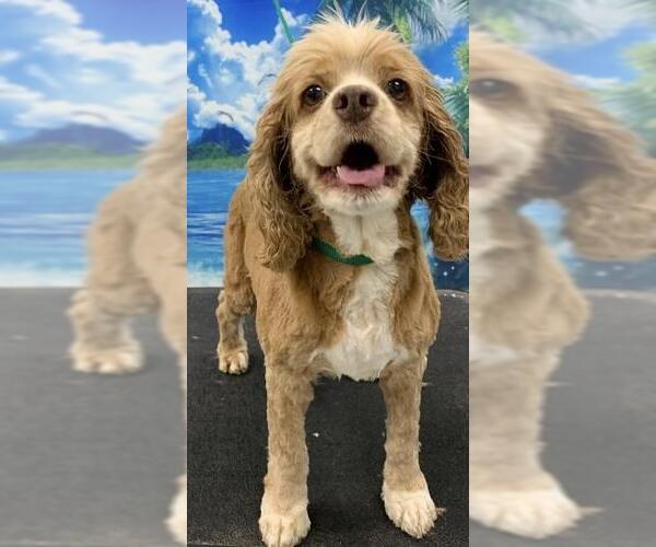 Medium Photo #1 Cocker Spaniel Puppy For Sale in Westminster, MD, USA