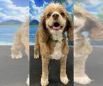 Small Cocker Spaniel