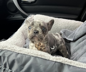 French Bulldog Puppy for sale in INDIANAPOLIS, IN, USA