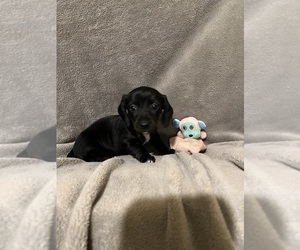 Dachshund Puppy for Sale in CONVOY, Ohio USA