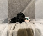Small Dachshund