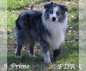 Father of the Miniature Australian Shepherd puppies born on 04/14/2024