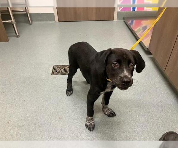 Medium Photo #1 Borador Puppy For Sale in Baytown, TX, USA