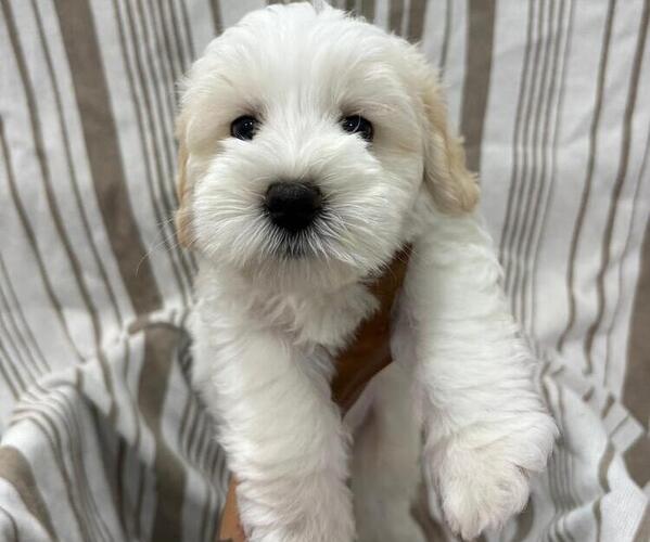 Medium Photo #1 Schnauzer (Miniature) Puppy For Sale in DALLAS, GA, USA
