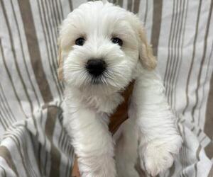 Schnauzer (Miniature) Puppy for sale in DALLAS, GA, USA