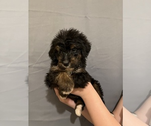 Aussiedoodle-Doodle Mix Puppy for sale in ARKOMA, OK, USA