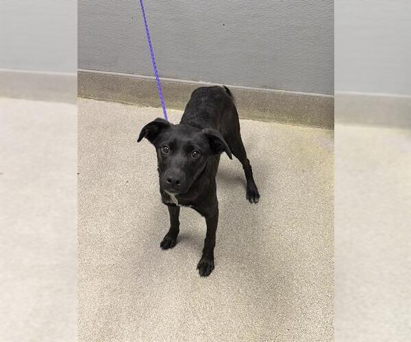 Medium Photo #1 Labrador Retriever-Unknown Mix Puppy For Sale in Las Vegas, NV, USA