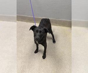 Labrador Retriever-Unknown Mix Dogs for adoption in Las Vegas, NV, USA