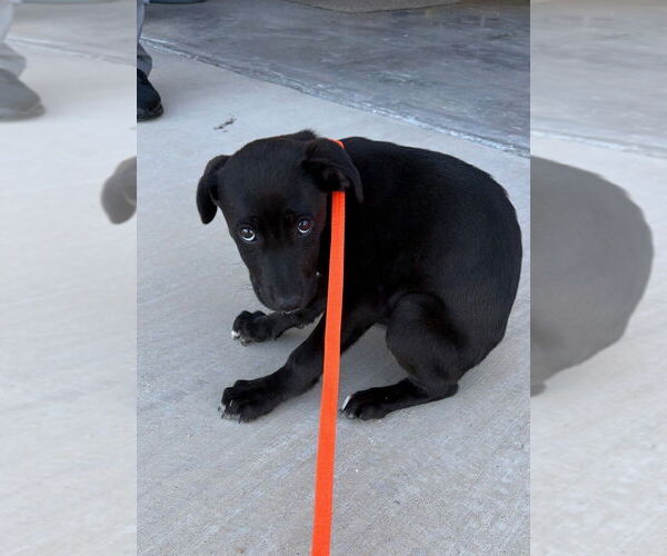 Medium Photo #3 Labrador Retriever-Unknown Mix Puppy For Sale in Claremore, OK, USA