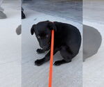 Small #2 Labrador Retriever Mix