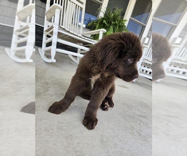 Medium Photo #4 Newfoundland Puppy For Sale in TILTON, IL, USA