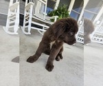 Small #3 Newfoundland